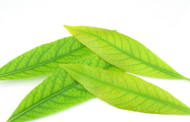 Leaves isolated on white background
