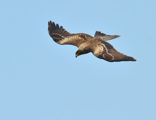 Black Kite