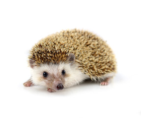 Hedgehog isolate on white background
