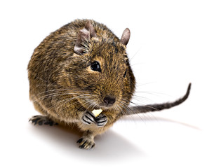 degu