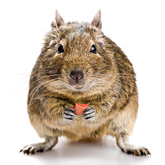 degu