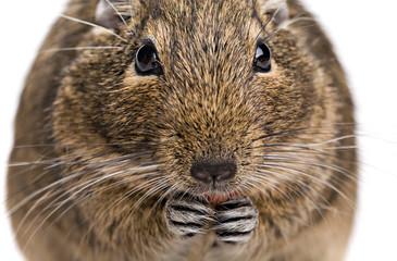 degu