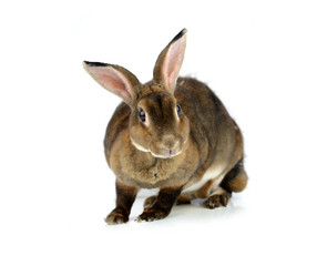Fototapeta na wymiar rabbit isolated on a white background