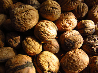 Freshly gathered walnuts drying in the sun