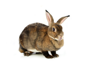 rabbit isolated on a white background