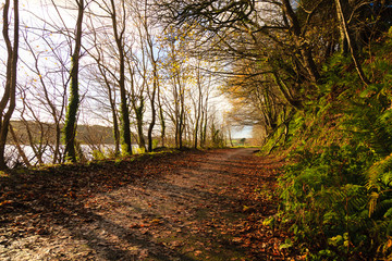 Obraz premium Autumn Pathway. Landscape with the autumnal forest.