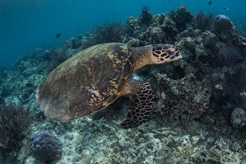 Obraz na płótnie Canvas Hawksbill Sea Turtle Swimming