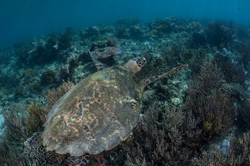 Fototapeta na wymiar Hawksbill Sea Turtle on Reef