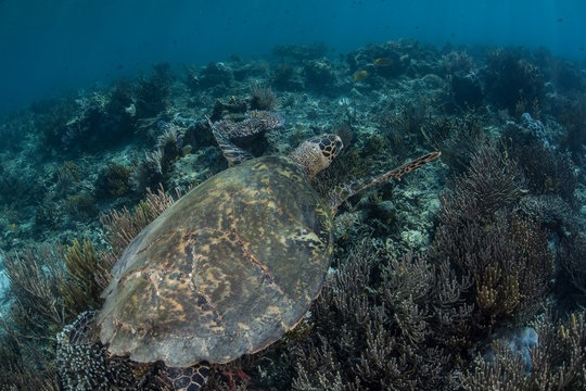 Hawksbill Sea Turtle on Reef