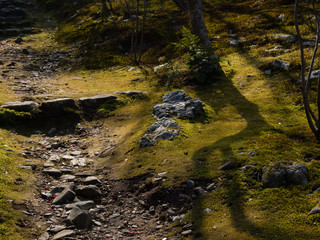 Sunlit moss garden