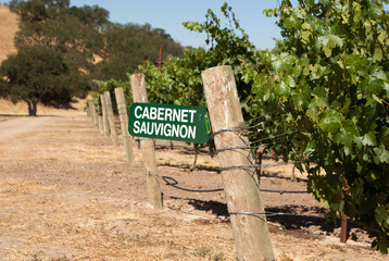 Cabernet Sauvignon grapes growing in California