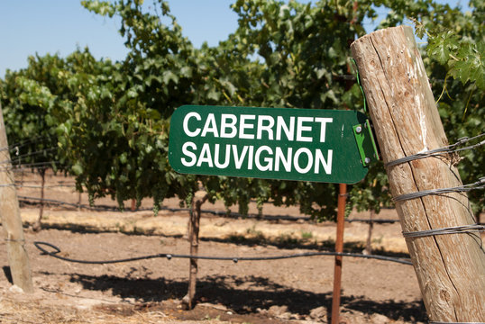 Sign For Cabernet Sauvignon Grapes