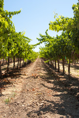 Fototapeta na wymiar One long row in a California vineyard
