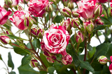 Bouquet of red-white roses, isolated on white