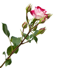 red-white rose isolated on white background.