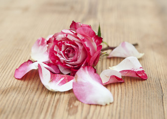 Beautiful rose flowers with petal on rustic table