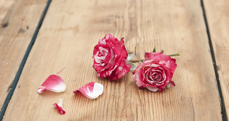Beautiful rose flowers with petal on rustic table