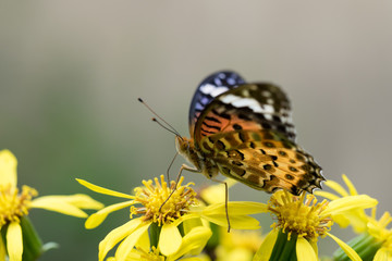 石蕗の花の褄黒豹紋