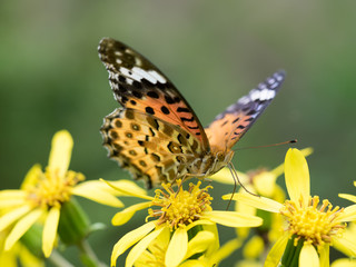 鮮やかな柄のツマグロヒョウモン