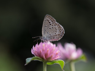 千日紅のヤマトシジミ