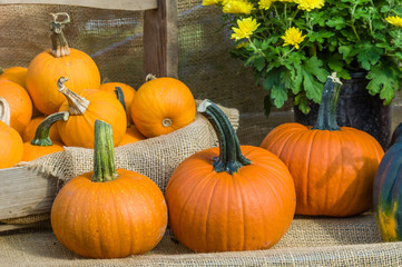 Pumpkin display at a fall festival