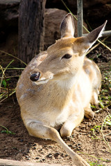 Axis Deer at a zoo