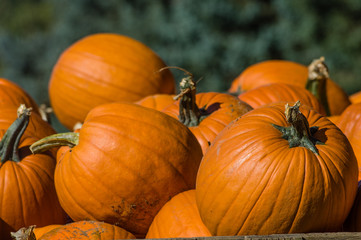 Orange halloween pumpkins on display