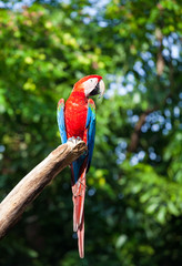 Naklejka premium colorful macaw