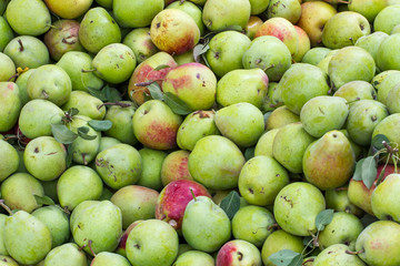 Several green pears