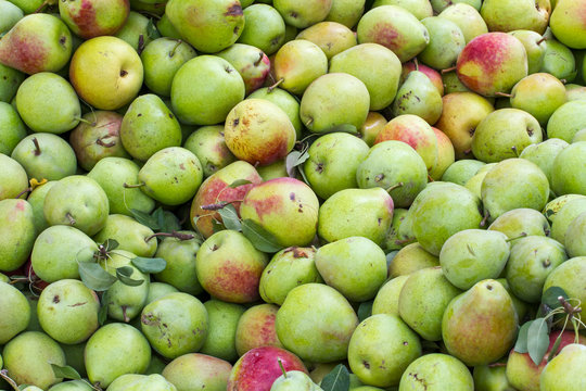 Several green pears