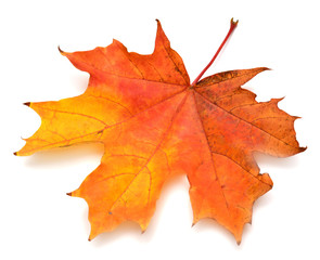Yellow leaf
