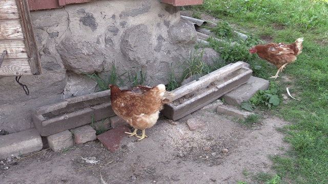 Hen chicken feed from trough in henhouse