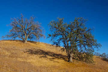 Two Oaks on a Hillside