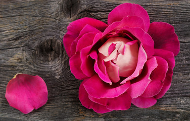 pink rose on  wooden background
