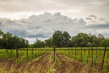 Fototapeta na wymiar storm in the fields of Italy