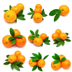 Collection oranges with leaves