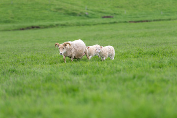 Naklejka na ściany i meble Icelandic sheep grazing on a green pasture in Iceland.