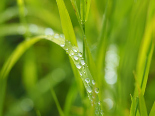 drops on plant