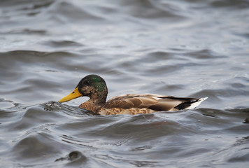 duck on the lake