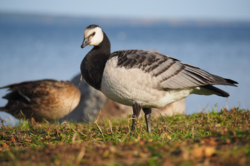 barnacle goose