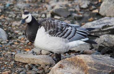 barnacle goose