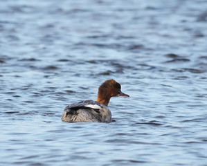 female merganser on the lake