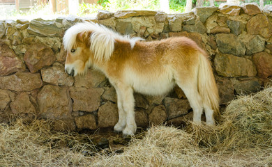 cute small horse in stables