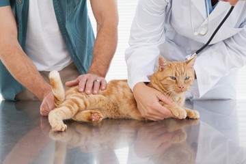 Vet examining an orange cat