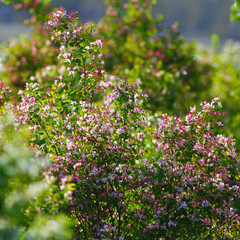 Flowering bush honeysuckle in the garden.