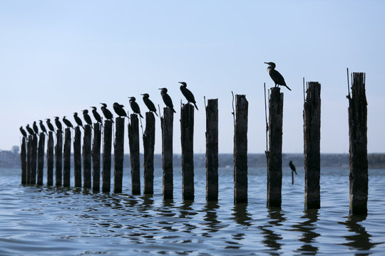 Birds sitting on pylons