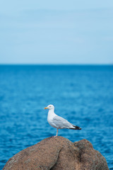 Seagull standing over blue sky and ocean isolated.