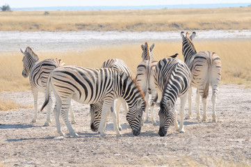 Zebras licking salt at Etosha Pan, Namibia