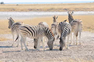 Fototapeta na wymiar Zebras licking salt at Etosha Pan, Namibia