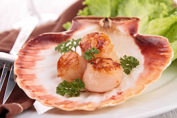 scallop